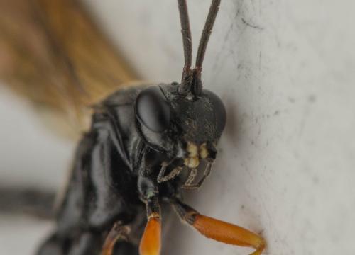 Réf. 301 304 : Pimpla spuria